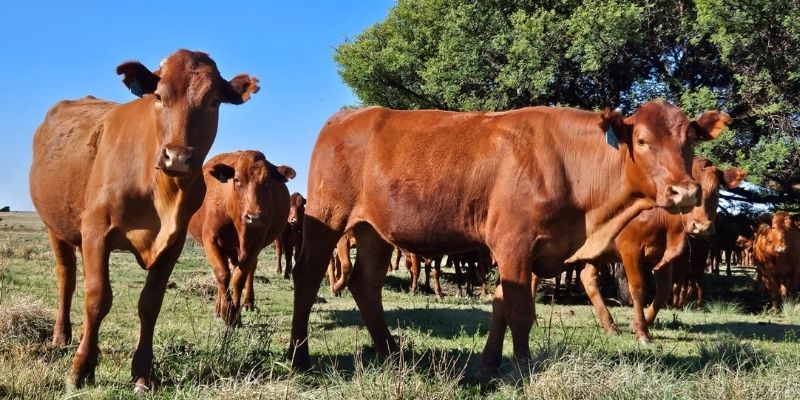 SHEFA Besbosmara Boerdery