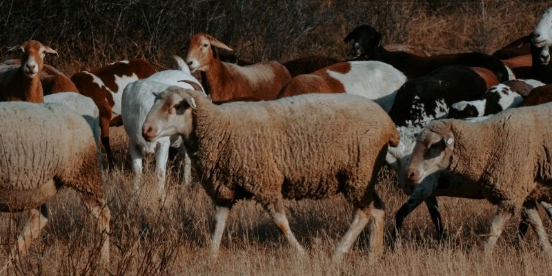 SHEFA Besbosmara Boerdery
