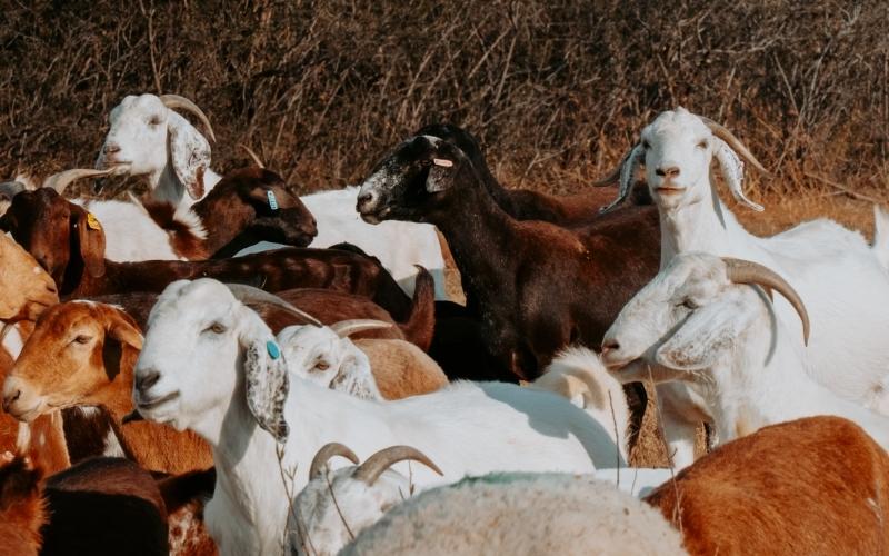 SHEFA Besbosmara Boerdery - Free State