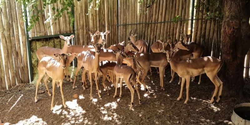 SHEFA Besbosmara Boerdery