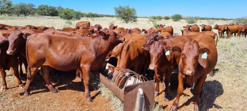 SHEFA Besbosmara Boerdery - Free State