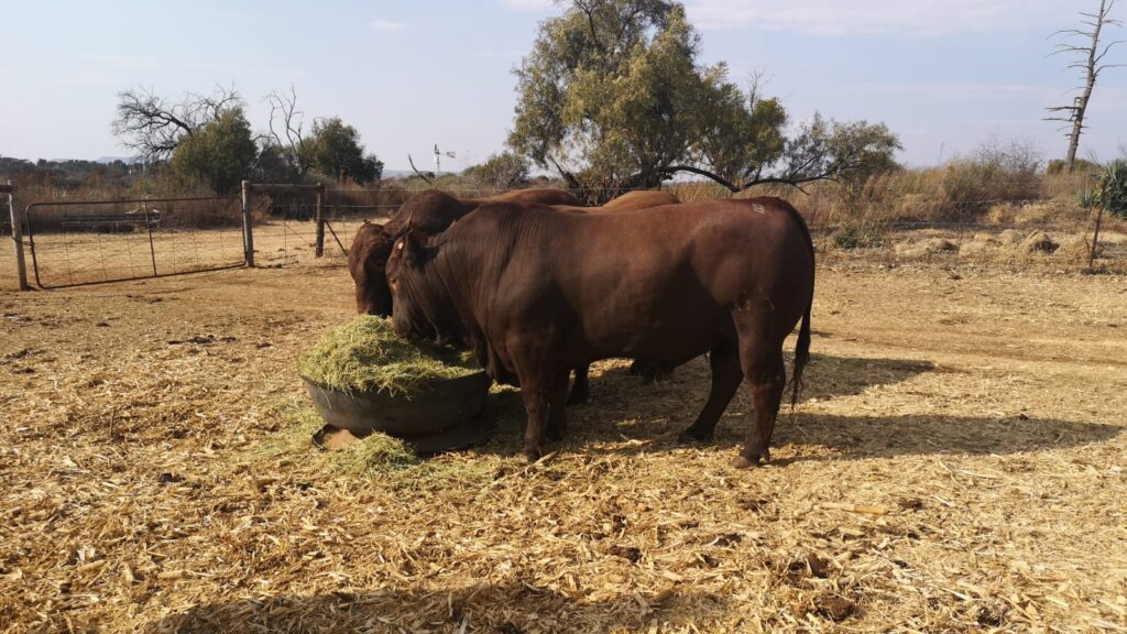SHEFA Besbosmara Boerdery - Free State