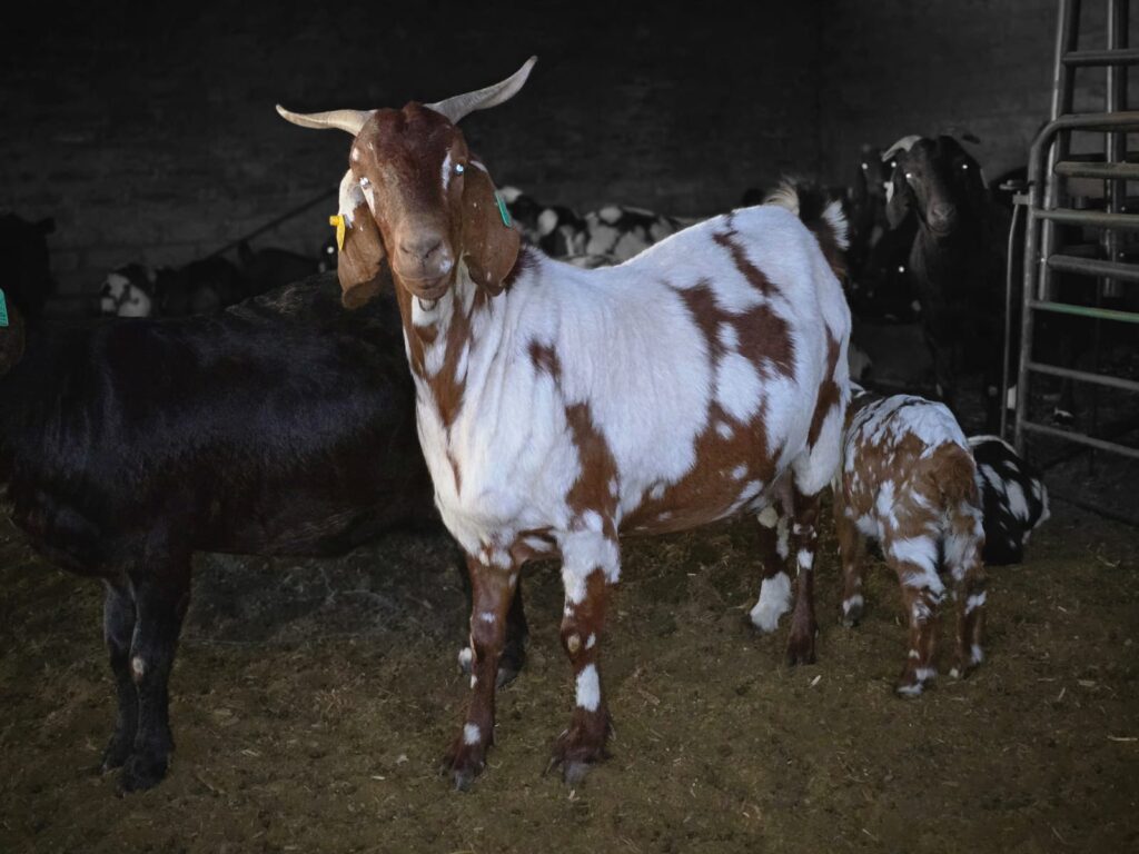 SHEFA Besbosmara Boerdery - Free State