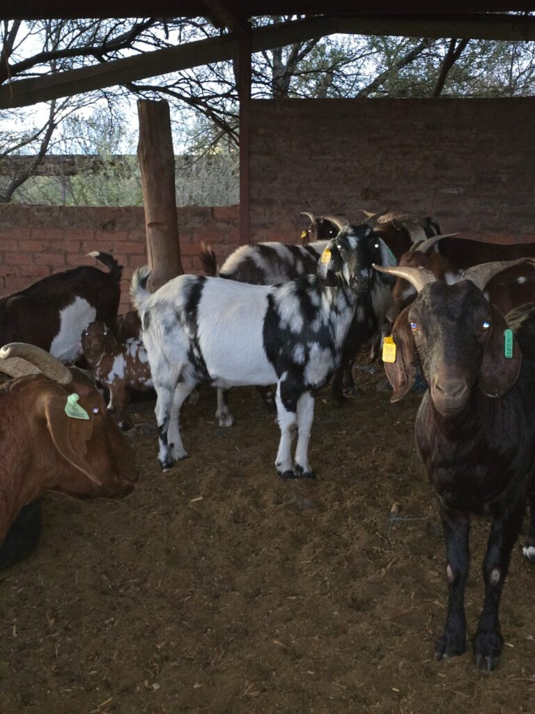 SHEFA Besbosmara Boerdery - Free State