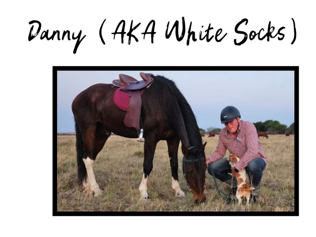 SHEFA Besbosmara Boerdery - Free State
