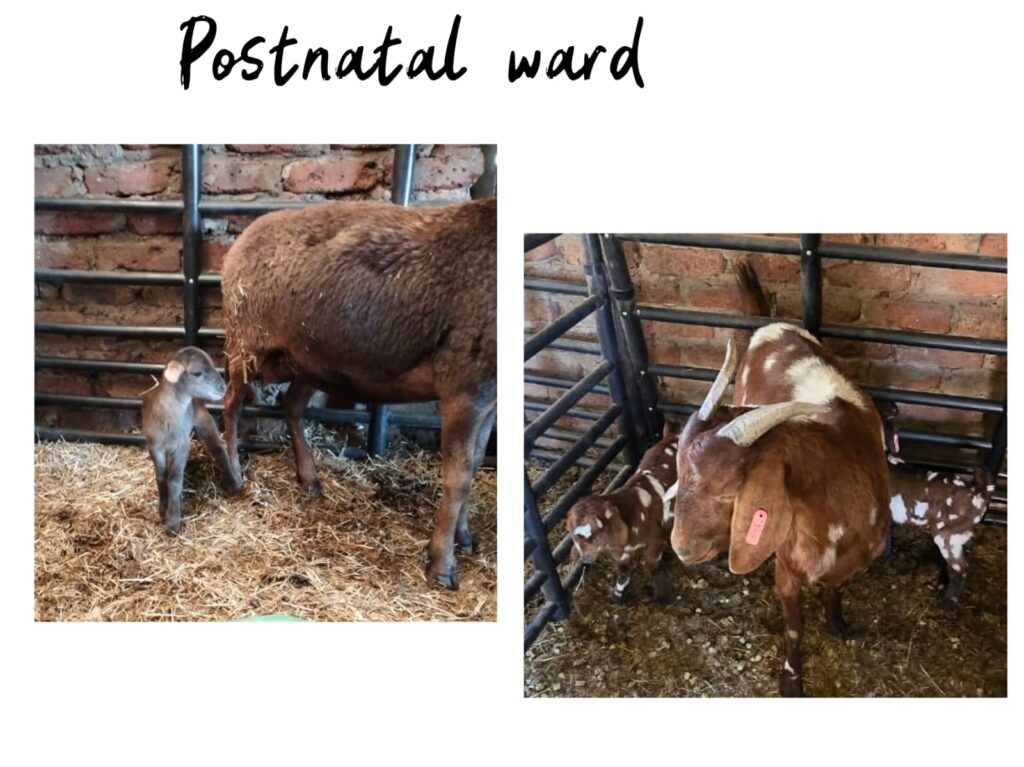 SHEFA Besbosmara Boerdery - Free State