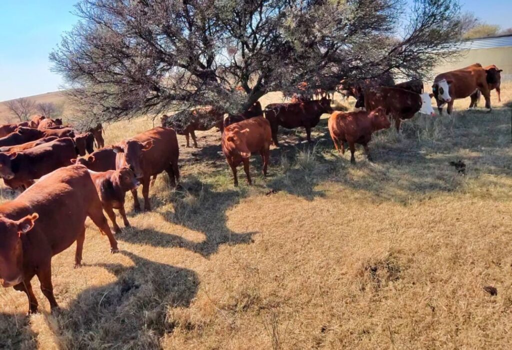 SHEFA Besbosmara Boerdery - Free State