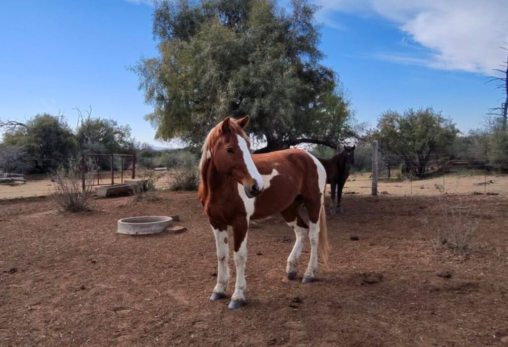 SHEFA Besbosmara Boerdery - Free State