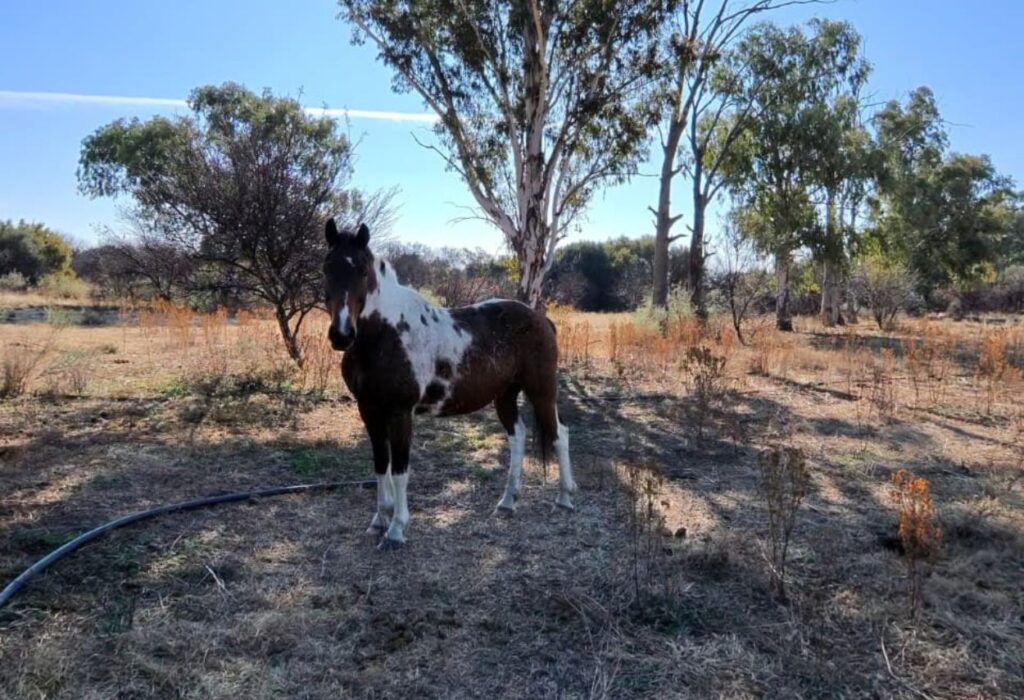 SHEFA Besbosmara Boerdery - Free State