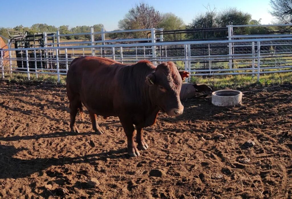 SHEFA Besbosmara Boerdery - Free State