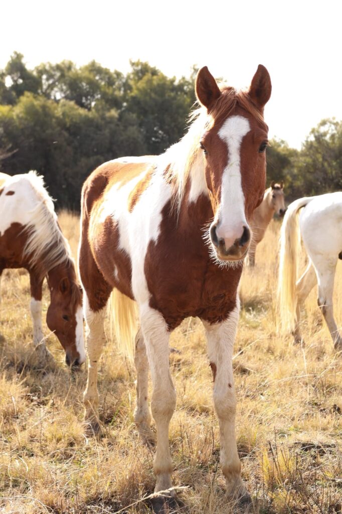 SHEFA Besbosmara Boerdery - Free State