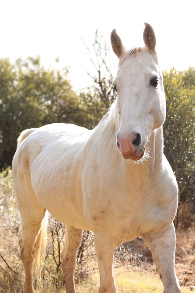 SHEFA Besbosmara Boerdery - Free State